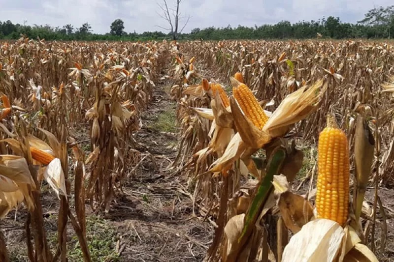 Pasokan jagung dalam negeri ke industri pangan masih rendah