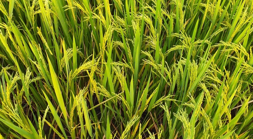 Tingkatkan hasil produksi, Pemkab Gowa kembangkan budidaya padi organik
