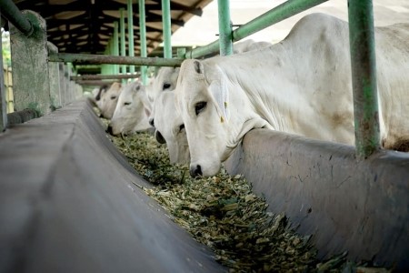 Antisipasi Penyakit Mulut dan Kuku, Pemkab Kukar ambil sampel darah sapi dari Jawa