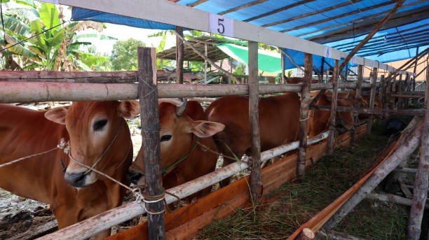 Jelang Iduladha, Pemkab Kukar pastikan kesehatan hewan kurban di 18 kecamatan