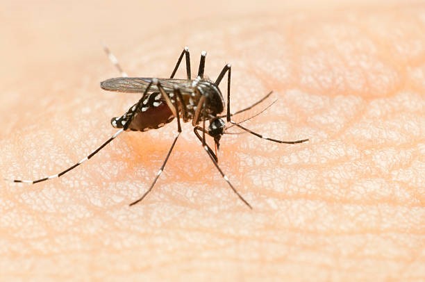 Muncul temuan kasus, Dinkes Kukar gelar survei malaria 