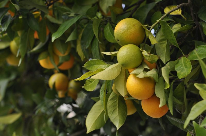 Potensi buah di food estate Kalteng mencapai Rp79,55 miliar