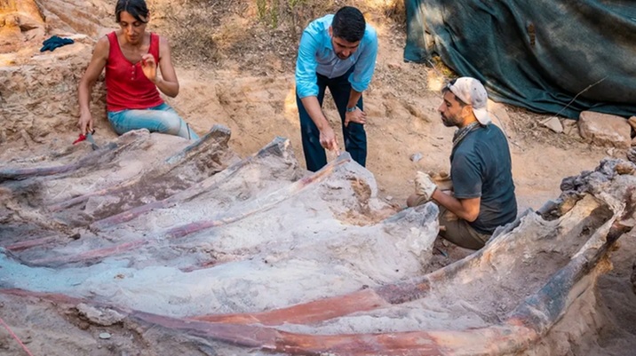Pria Portugis menemukan kerangka dinosaurus di halaman belakang rumahnya