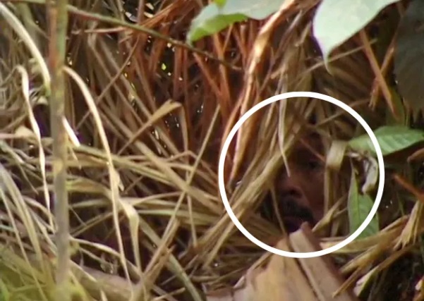 'Man of the hole', anggota terakhir dari suku yang tidak tersentuh di Amazon meninggal