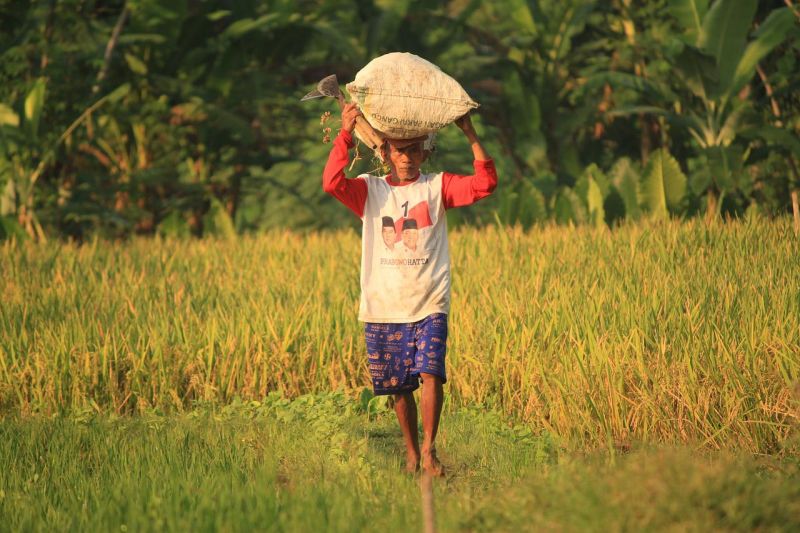 Indonesia-IRRI matangkan pengembangan padi kaya vitamin A
