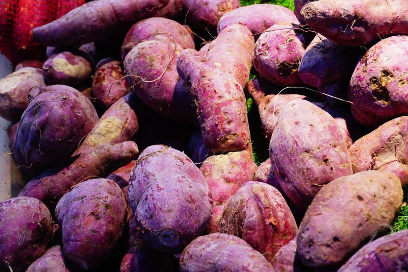 Manfaat ubi jalar sebagai sumber karbohidrat hingga substitusi terigu 