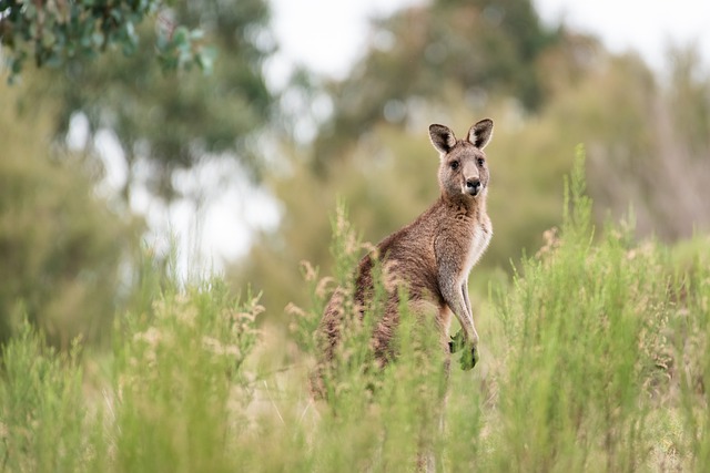 Seorang pria ditemukan tewas, diduga karena diserang kanguru peliharaannya