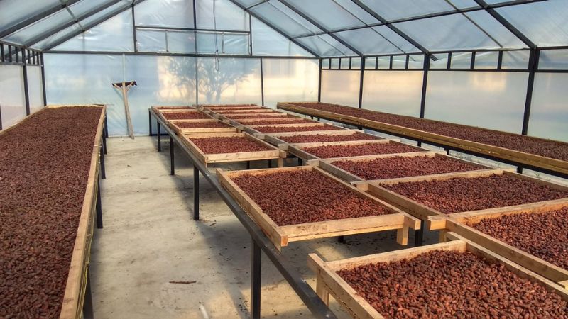 Saatnya Bali menjadi unggulan ekspor produk kakao