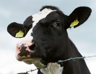 Cegah penyakit kuku dan mulut, Disnakbun Gowa vaksinasi ribuan sapi hingga kambing