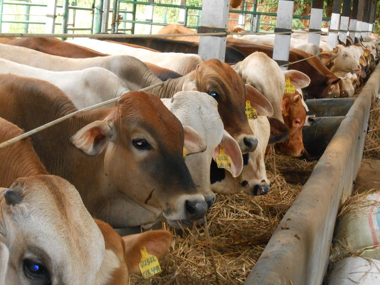 Tambah populasi sapi, Pemkab Kukar siapkan Rp4,2 M