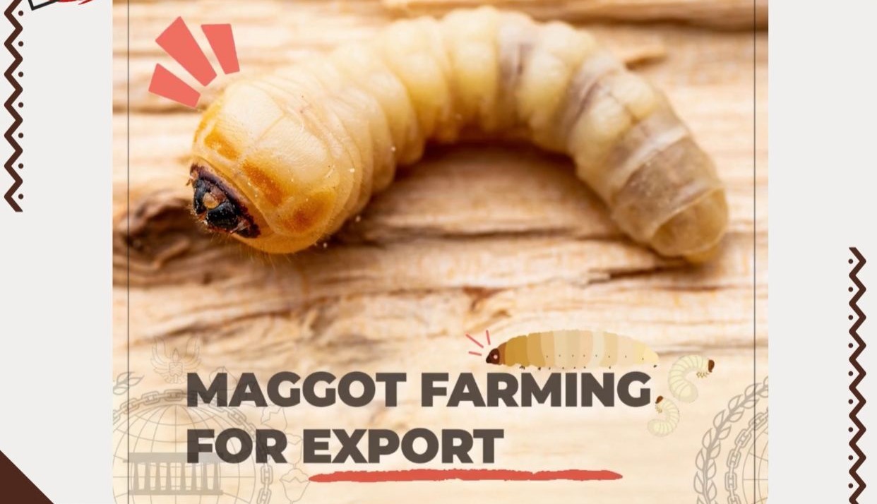 Maggot makin diminati, ini syarat yang harus dipenuhi eksportir agar tembus Eropa