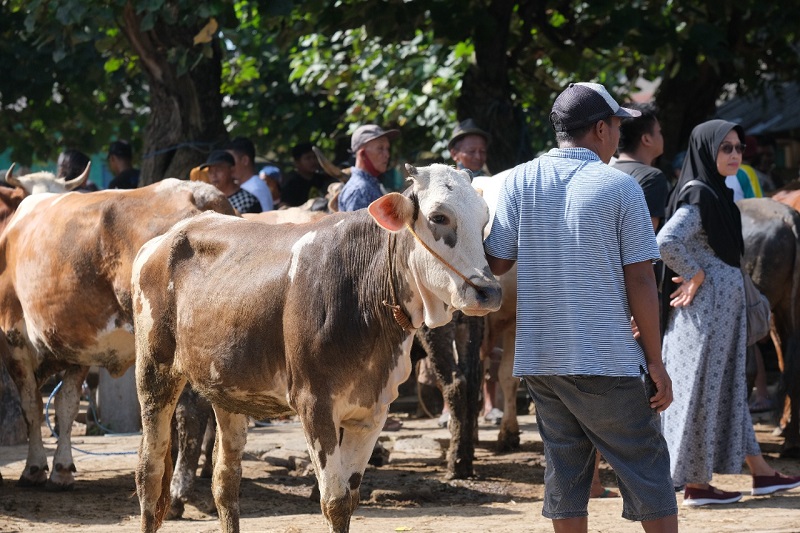 20% pasar ternak di Jatim telah beroperasi kembali