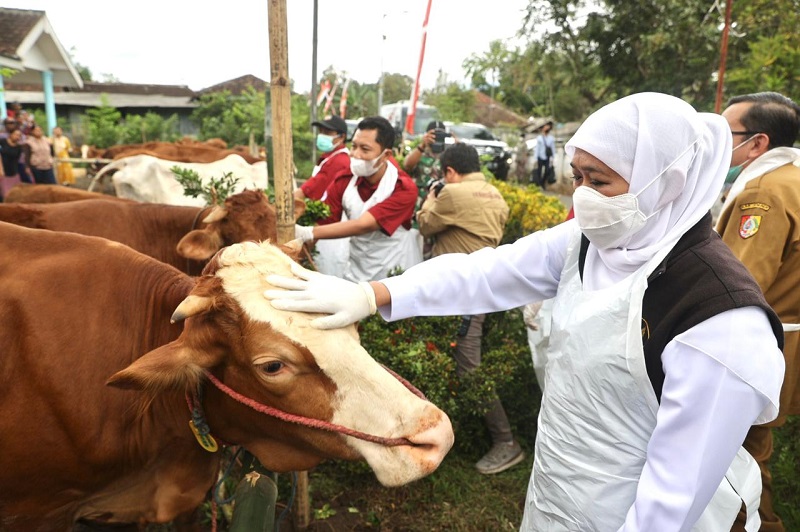 Jawa Timur siap kirimkan 1000 ekor sapi ke Kalimantan Barat