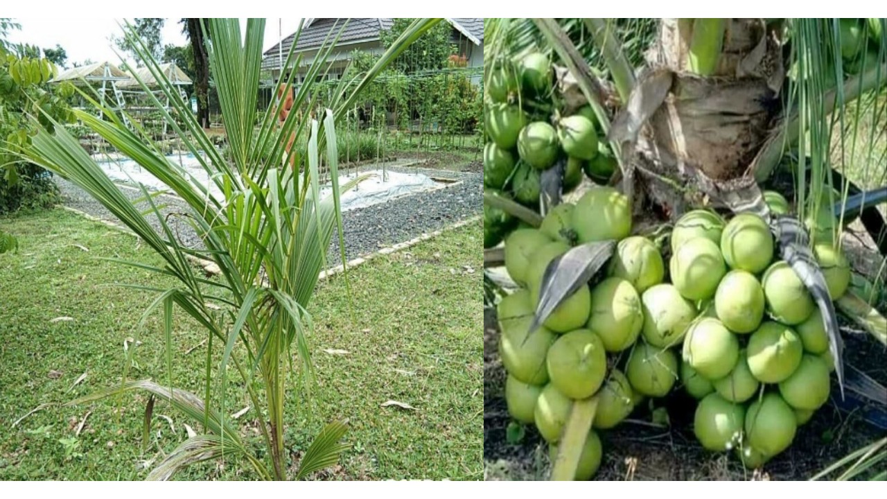 Dukung ketahanan pangan, Kementan ciptakan nursery modern untuk bibit kelapa unggul