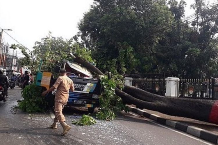 Ada kompensasi untuk korban pohon tumbang di DKI, bisa sampai Rp50 juta 