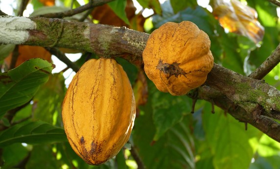 Upaya pemerintah pacu pengembangan industri pengolahan kakao