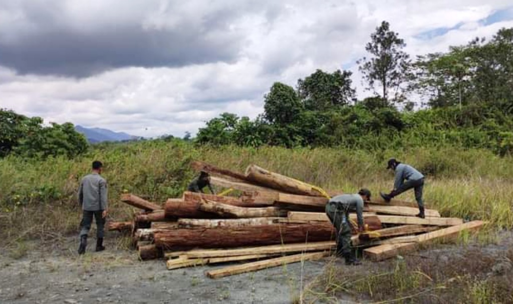 Cegah bencana alam, Dishut Kalsel tertibkan puluhan aktivitas pembalakan liar di hutan