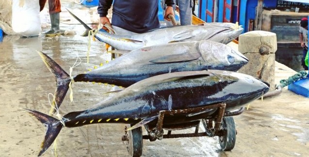 Pemprov Maluku ekspor 40 ton ikan tuna ke Vietnam dan Thailand