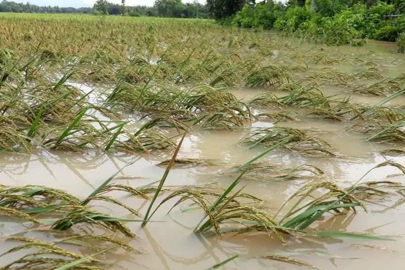 10 provinsi produsen padi rawan terkena banjir