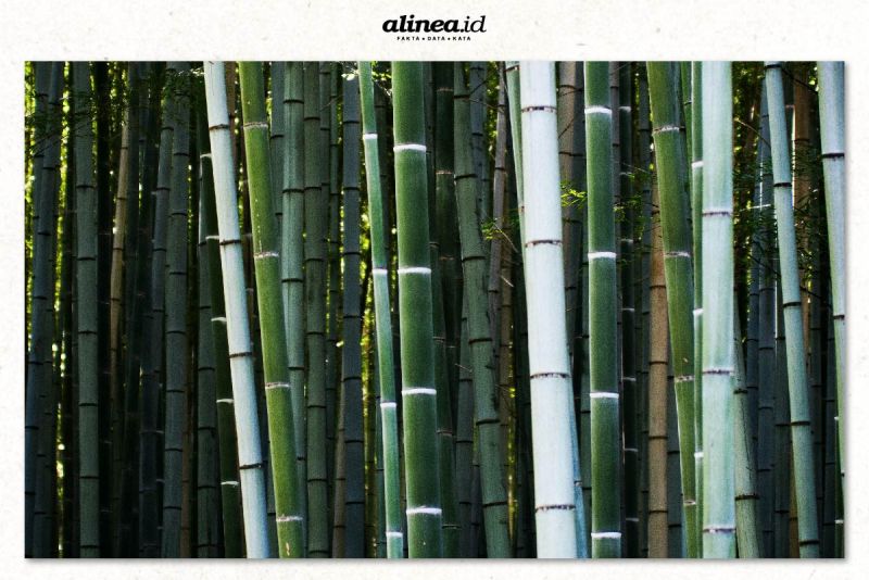 Estetika bambu yang bantu mitigasi perubahan iklim 
