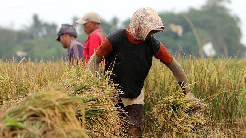 Pengamat jelaskan alasan penyerapan beras petani oleh Bulog merosot