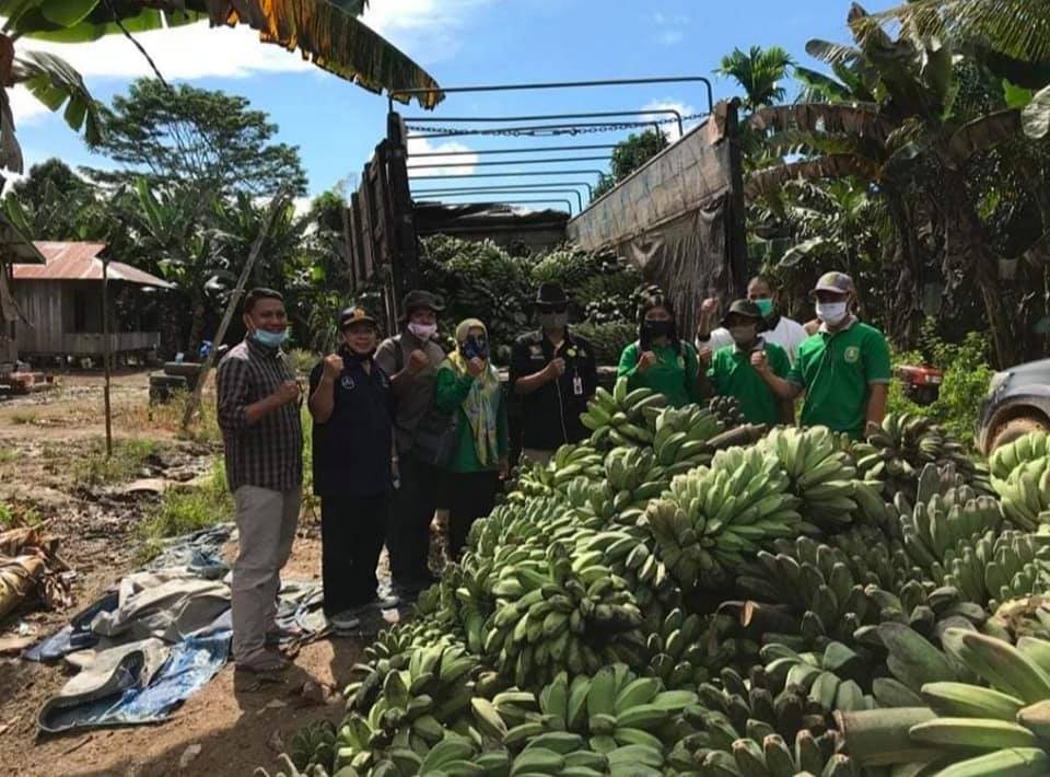 Dorong ekspor pisang kapok grecek, Pemerintah Kaltim salurkan 18 bibit pohon ke petani