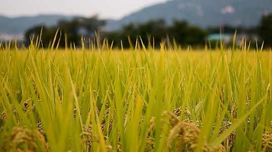 Bupati Kukar libatkan ahli pupuk organik perkuat sektor pertanian