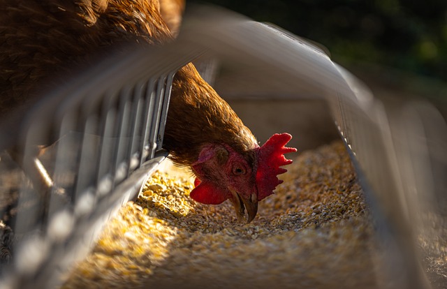 Sedang krisis telur, 150 ribu ayam hangus karena kebakaran di peternakan