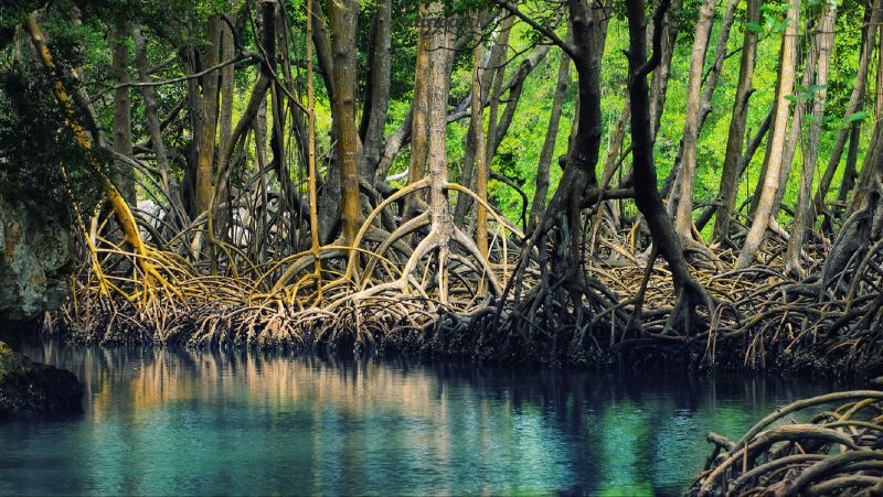 Mewujudkan ekosistem karbon biru di tengah laju deforestasi 