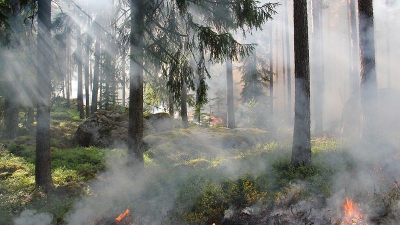 KLHK catat 5 provinsi tertinggi kebakaran hutan dan lahan