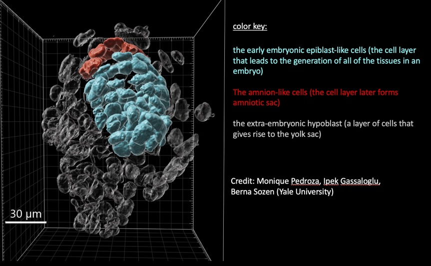 Ilmuwan gunakan sel punca untuk membuat model embrio manusia