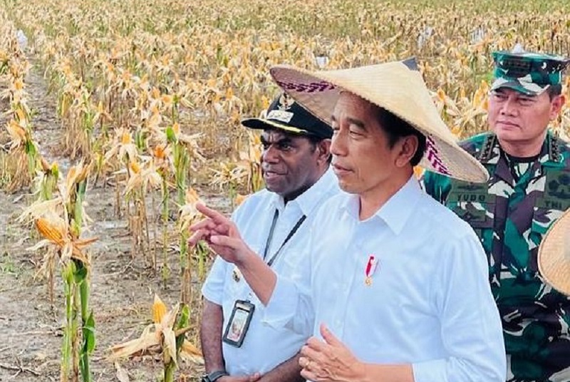 Kunjungi ladang jagung di Papua, Jokowi: Untungnya gede!