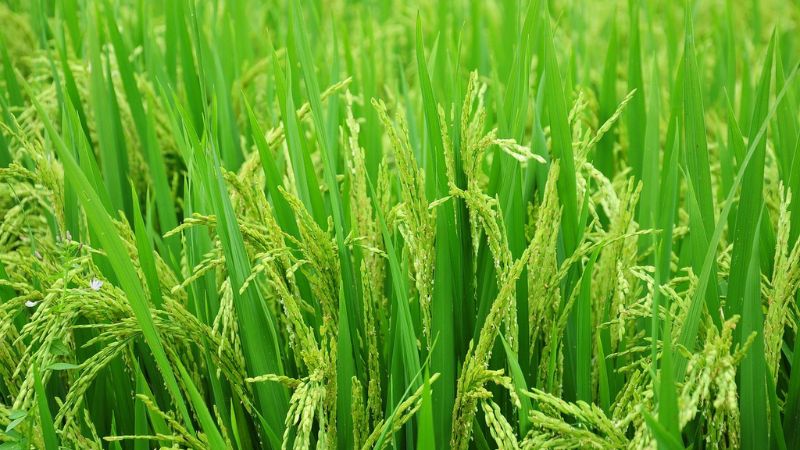 BRIN, Bapanas dan BUMN uji coba 3 pola teknologi produksi padi