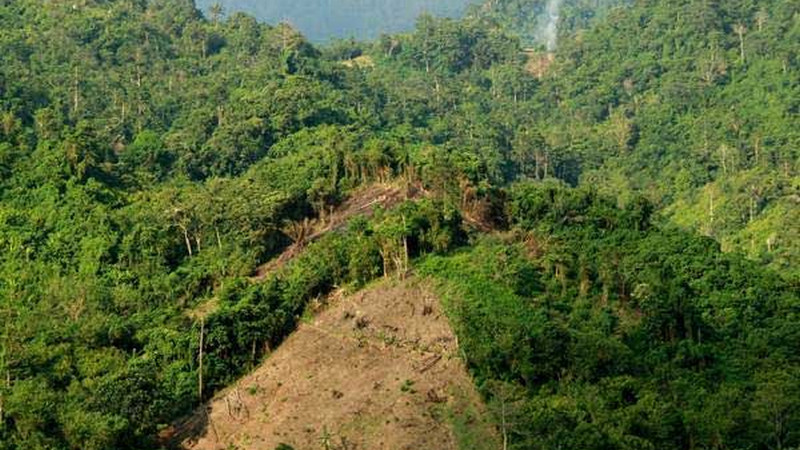 Madani Berkelanjutan sangsi klaim deforestasi 2021-2022 turun 8,4%