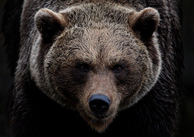Seorang wanita ditemukan tewas setelah bertemu beruang grizzly