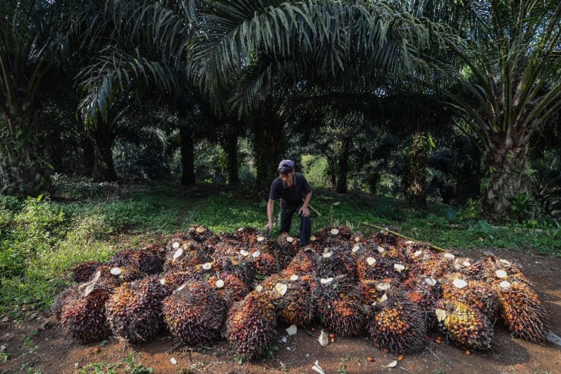 Kemenperin ungkap keuntungan program hilirisasi industri kelapa sawit