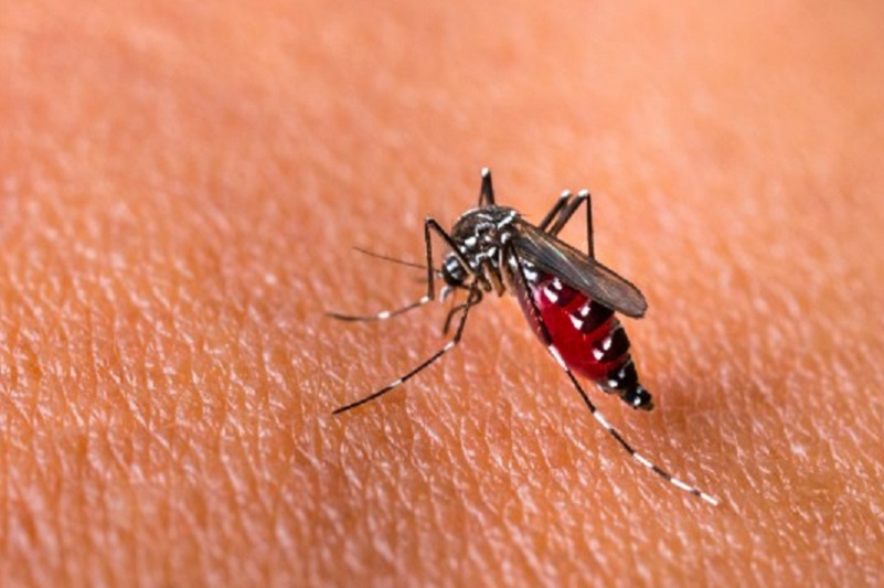 Kemenkes percepat target nol kematian akibat dengue
