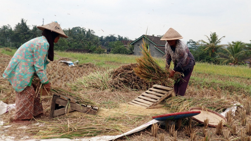 Kerek inflasi, pemerintah dan BI diminta segera kendalikan harga beras