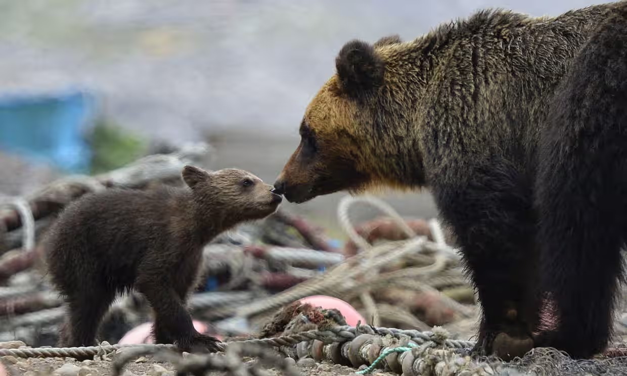 8 Anak beruang mati kelaparan di situs warisan dunia UNESCO Shiretoko Hokkaido