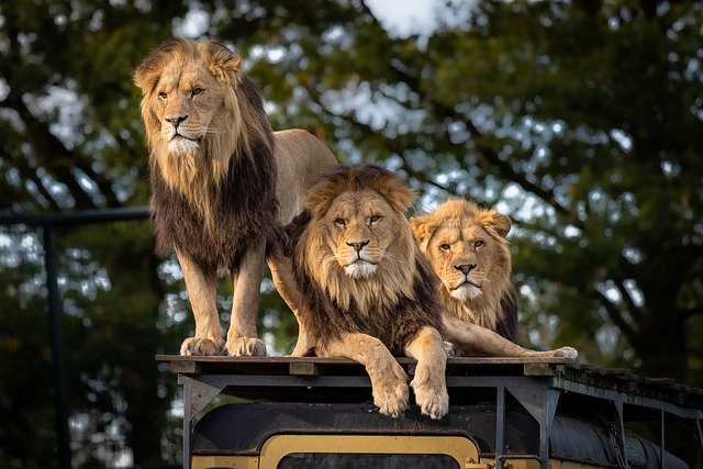 27 Tahun mengabdi, penjaga kebun binatang veteran tewas diserang singa