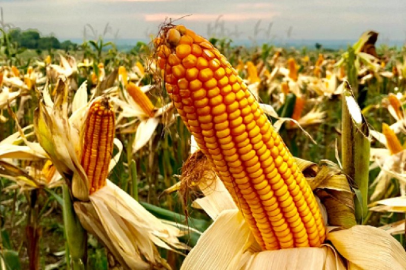 Pemerintah bakal impor jagung pakan sebanyak 500.000 ton