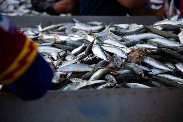 Komisi VI desak pemerintah batasi impor seafood Jepang