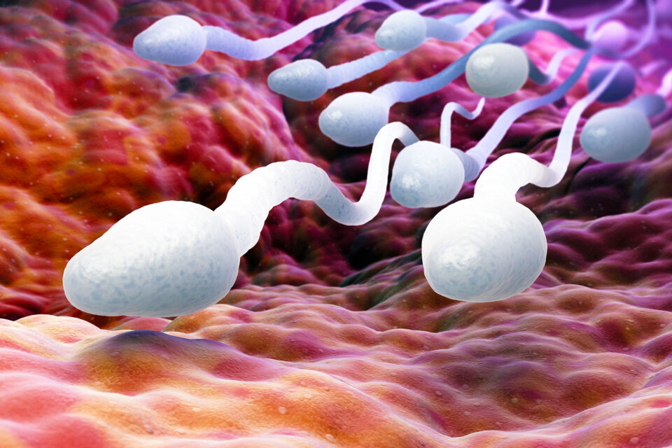 Ada tren penurunan kualitas sperma yang meresahkan 