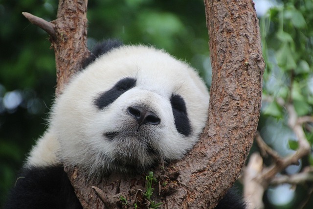3 panda dipulangkan dari AS ke China,  diplomasi panda berakhir? 