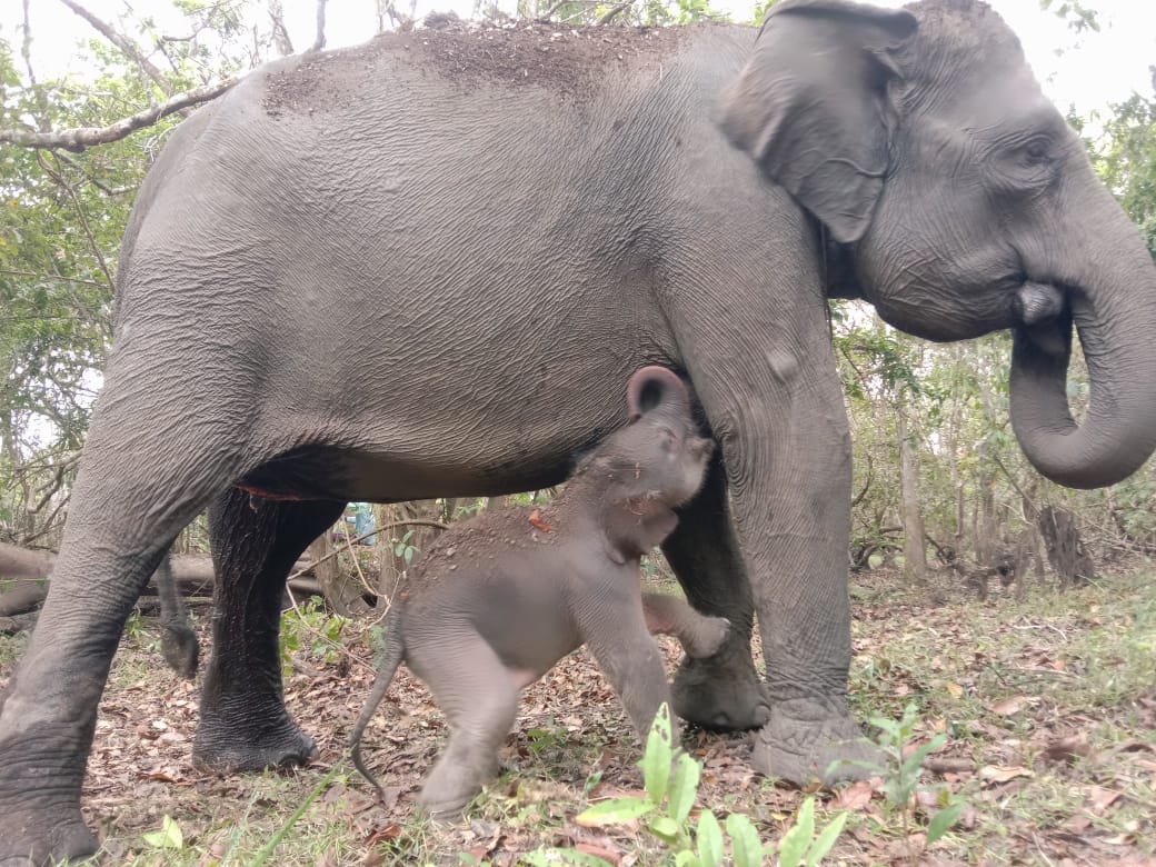 Napas panjang populasi Gajah Sumatera, Riska melahirkan lagi