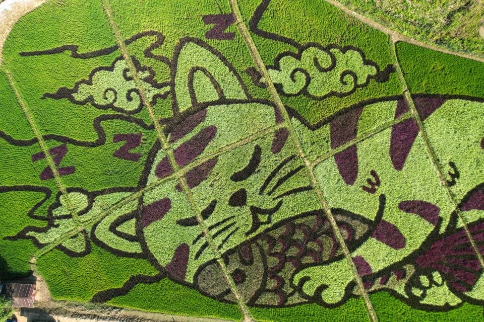 Kucing memeluk ikan: Petani membuat karya seni unik dari bibit padi di sawah
