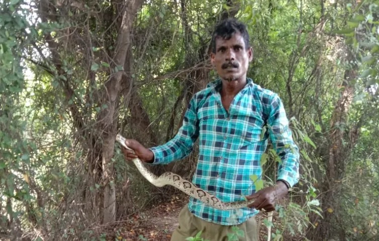 Bertemu Kali, penangkap ular dari India 