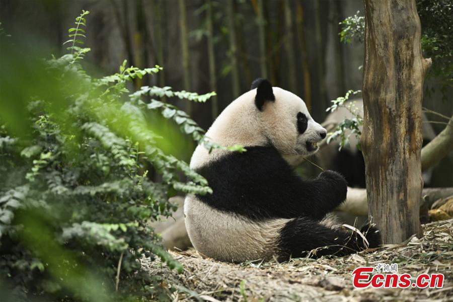 China tunggu turis Singapura yang rindu kunjungi anak panda Le Le