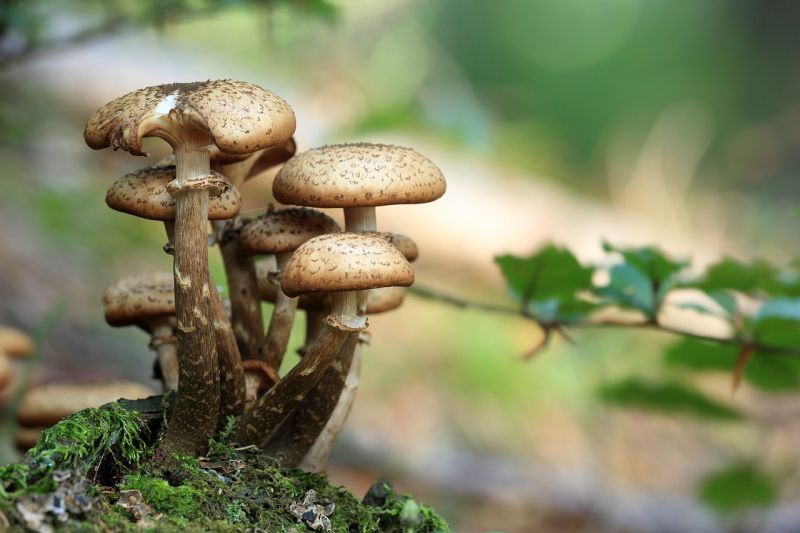 Senyawa dalam ‘jamur ajaib’ bisa mengobati diabetes?