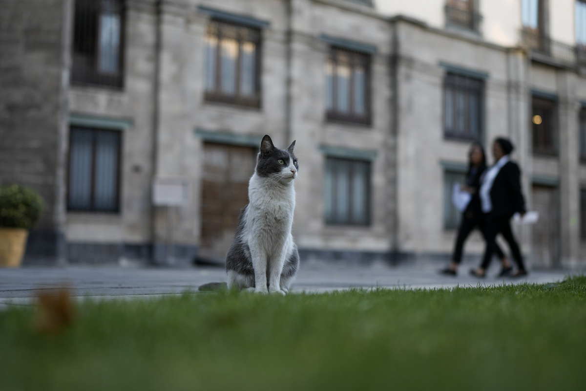 Status istimewa 19 kucing liar di istana kepresidenan Meksiko